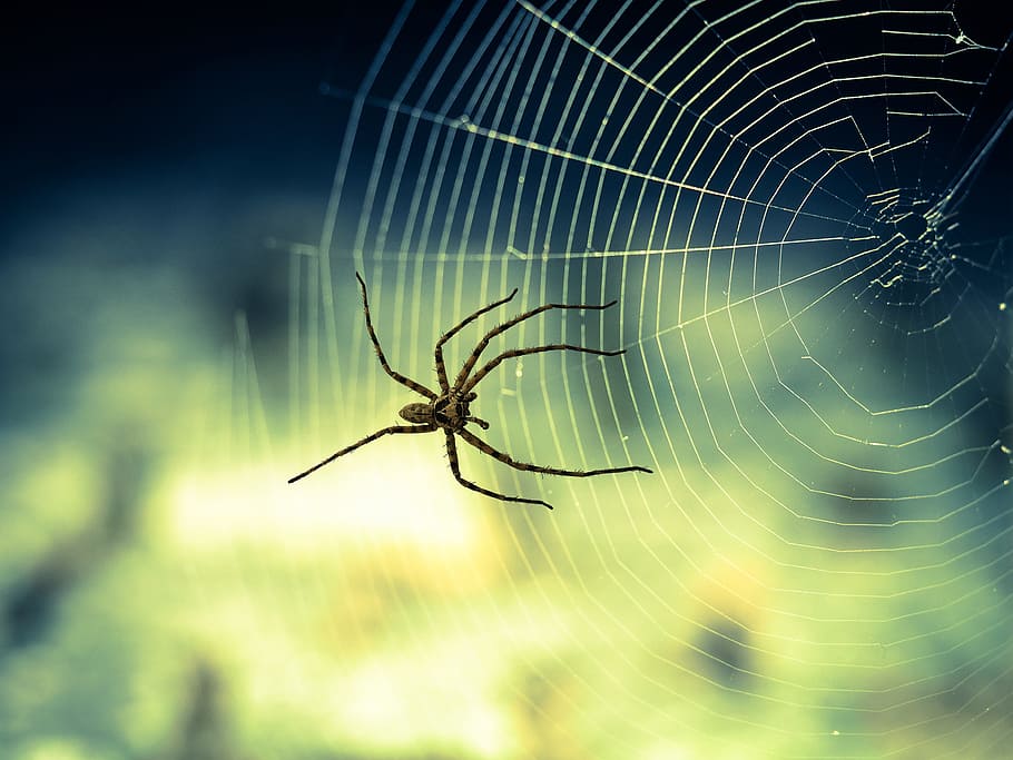 closeup photo of nursery web spider on web, nature, animal HD wallpaper