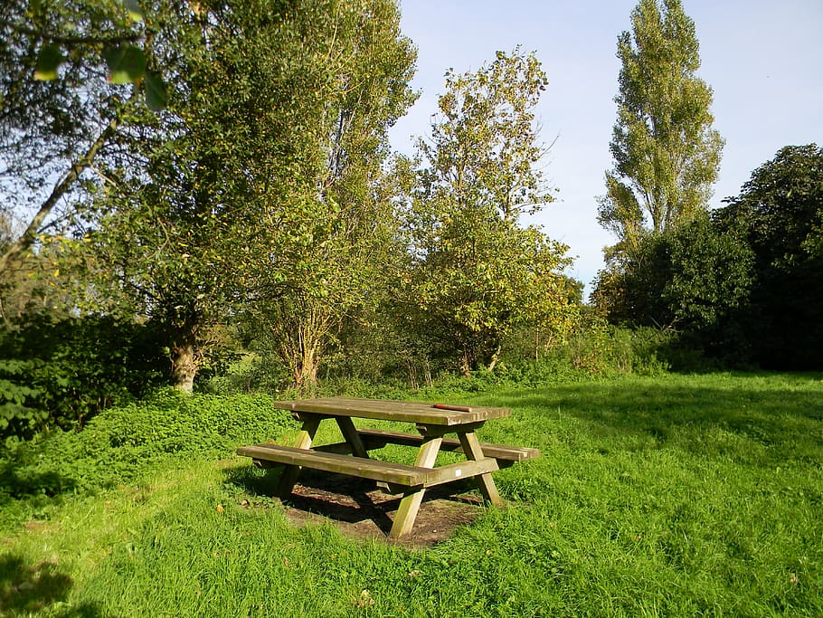 table, field, picnic table, plant, tree, green color, grass, HD wallpaper
