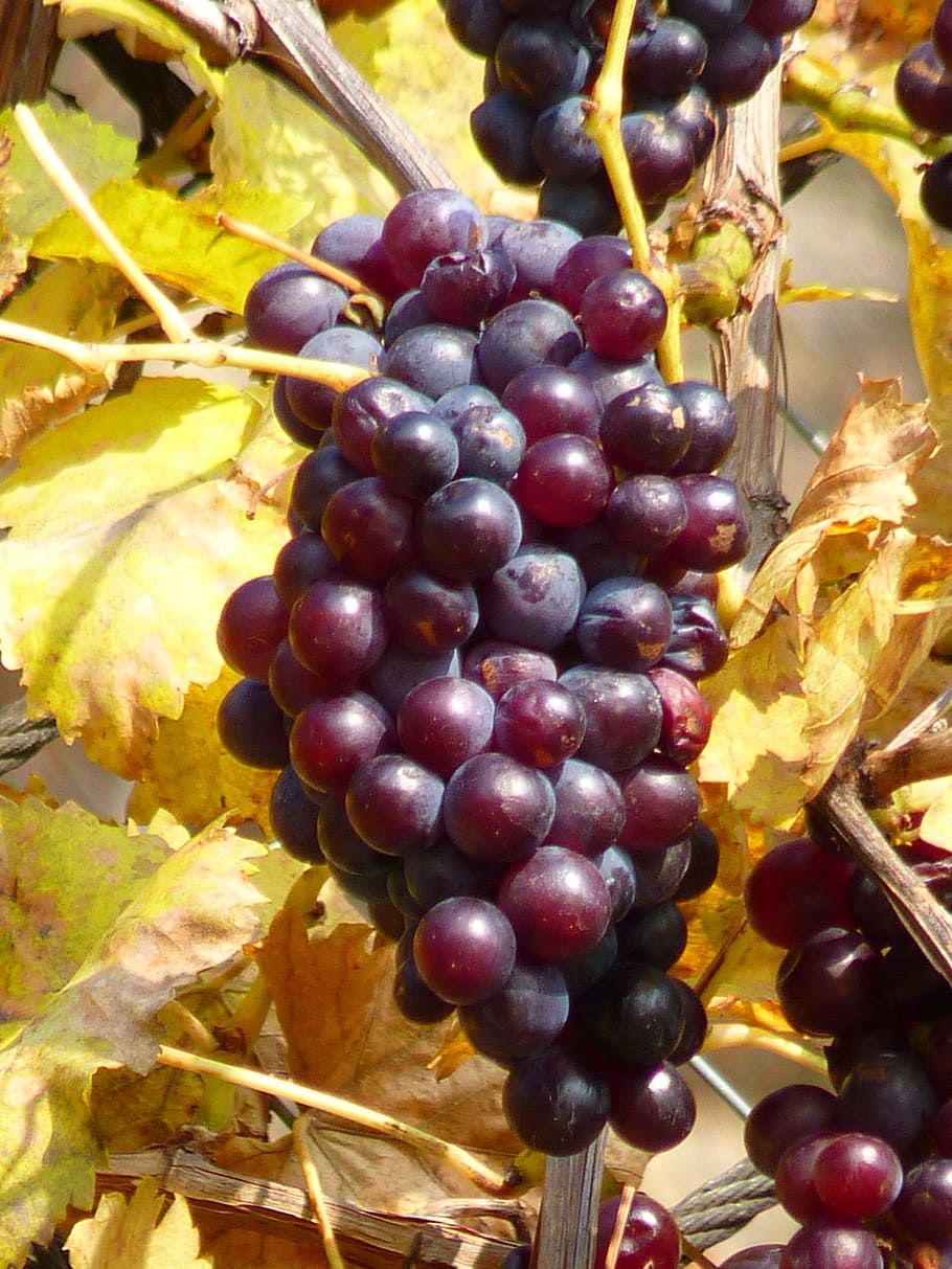 grape, grapes, fruit, vine, cultivation, wine, blue, food, food and drink HD wallpaper