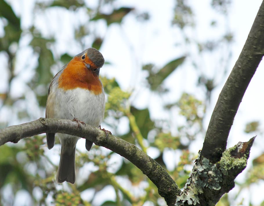 white and brown bird on tree branch, christmas, robin, holiday HD wallpaper