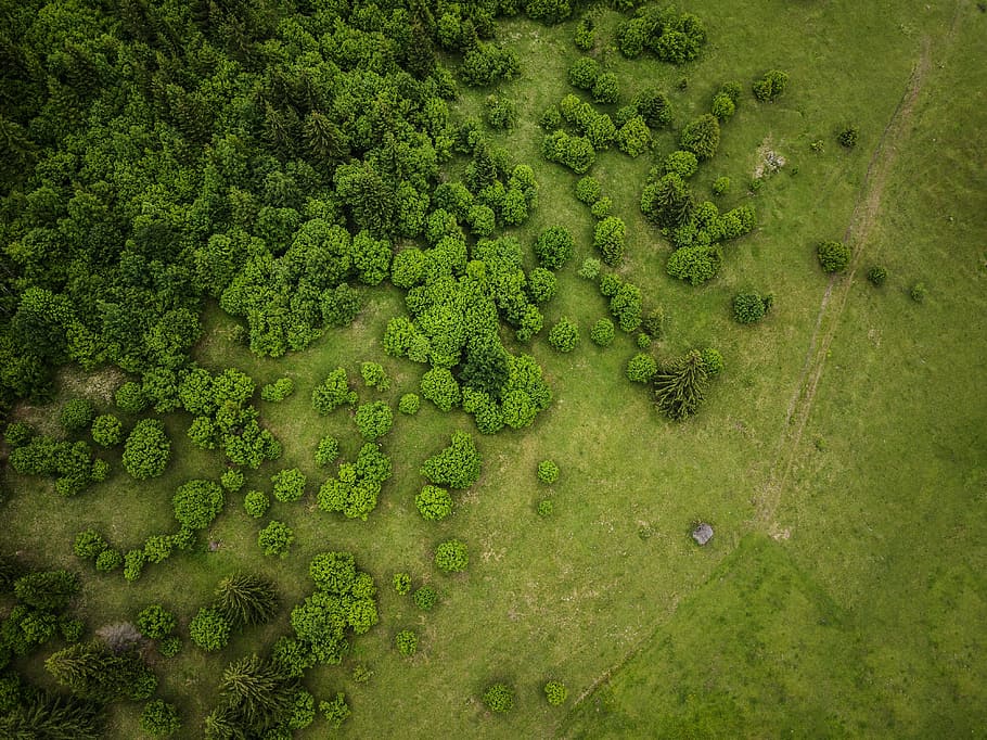 bird's-eye view photography of land with trees, aerial view of trees a...
