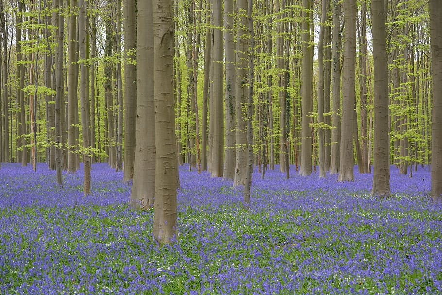Hallerbos, Flowers, Bluebell, wild hyacinth, forest, colors, HD wallpaper