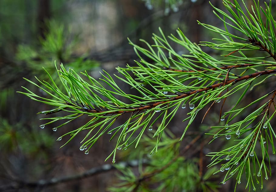 Pine, Needles, rain drops on pine needles, pine tree, nature HD wallpaper