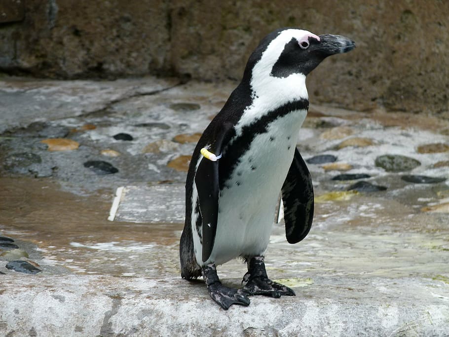 black and white penguin, african penguin, aves, spheniscus demersus, HD wallpaper