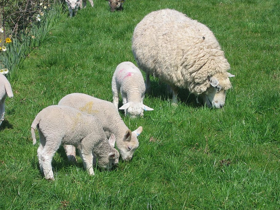Sheep, Lambs, Spring, Ewe, Mother, green, baby, rural, farm HD wallpaper