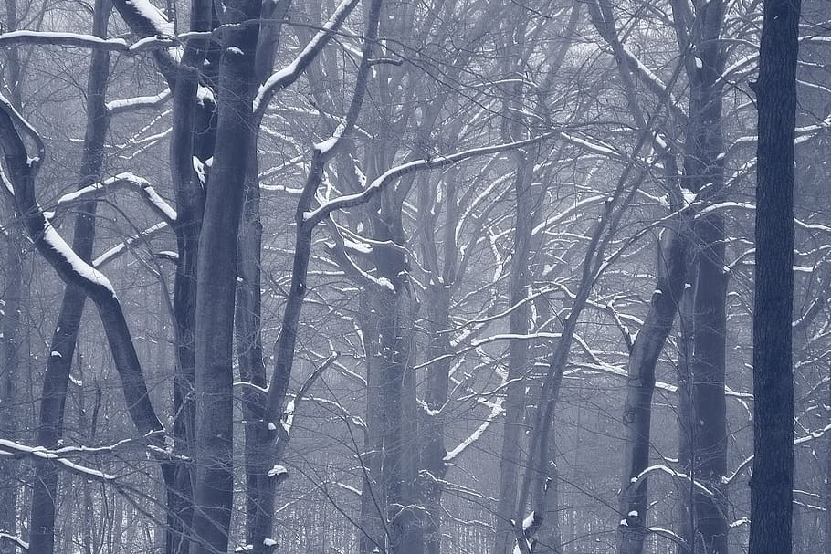 bare tree covered snow wallpaper, forest, winter, trees, winter forest HD wallpaper