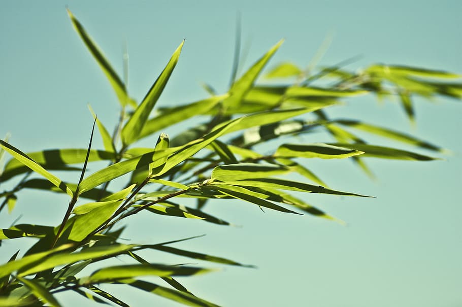 shallow focus photo of green leaf, close-up photography of green leaf HD wallpaper