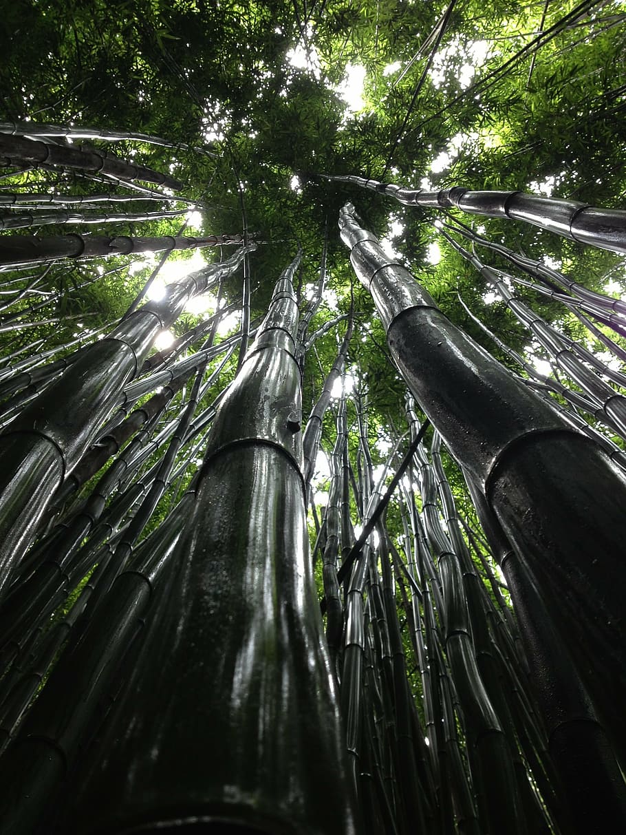 trees, perspective, foliage, branches, forest, woods, tree trunks HD wallpaper