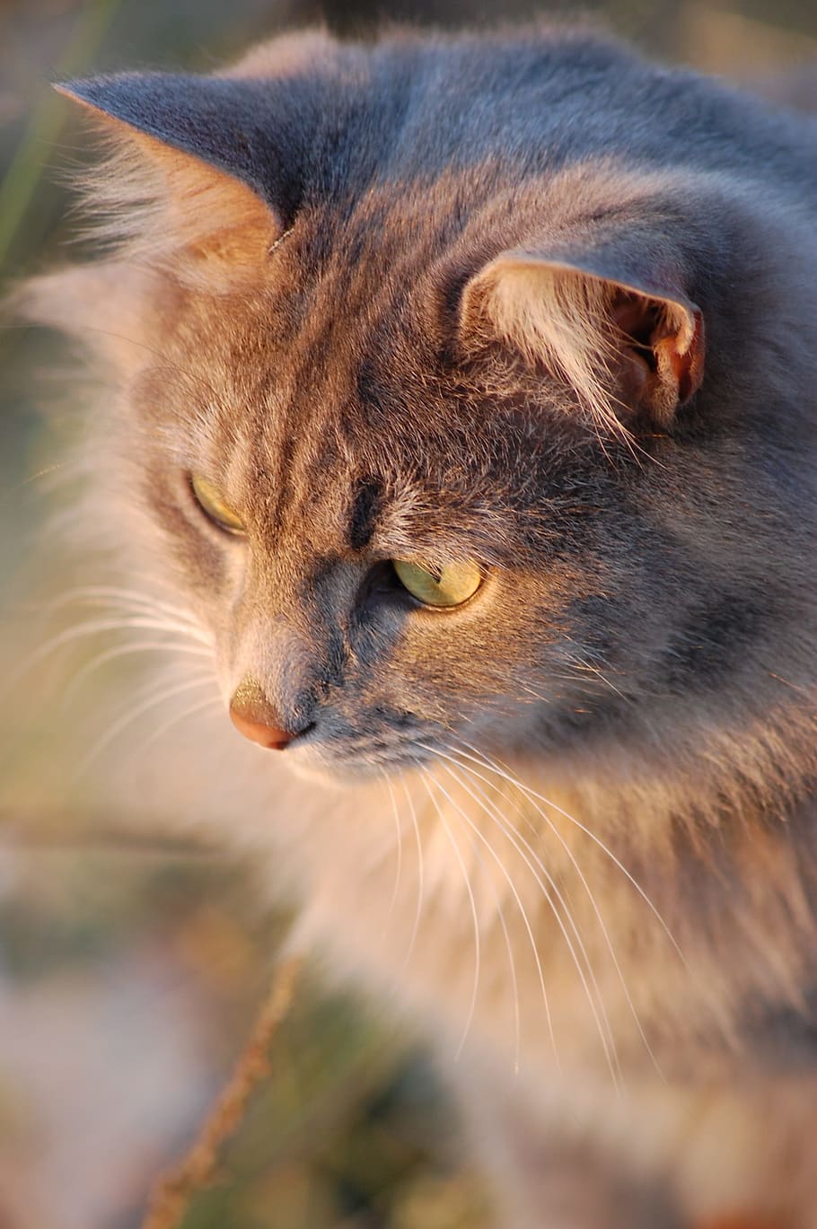 gray tabby cat, portrait, pet, one animal, animal themes, mammal HD wallpaper