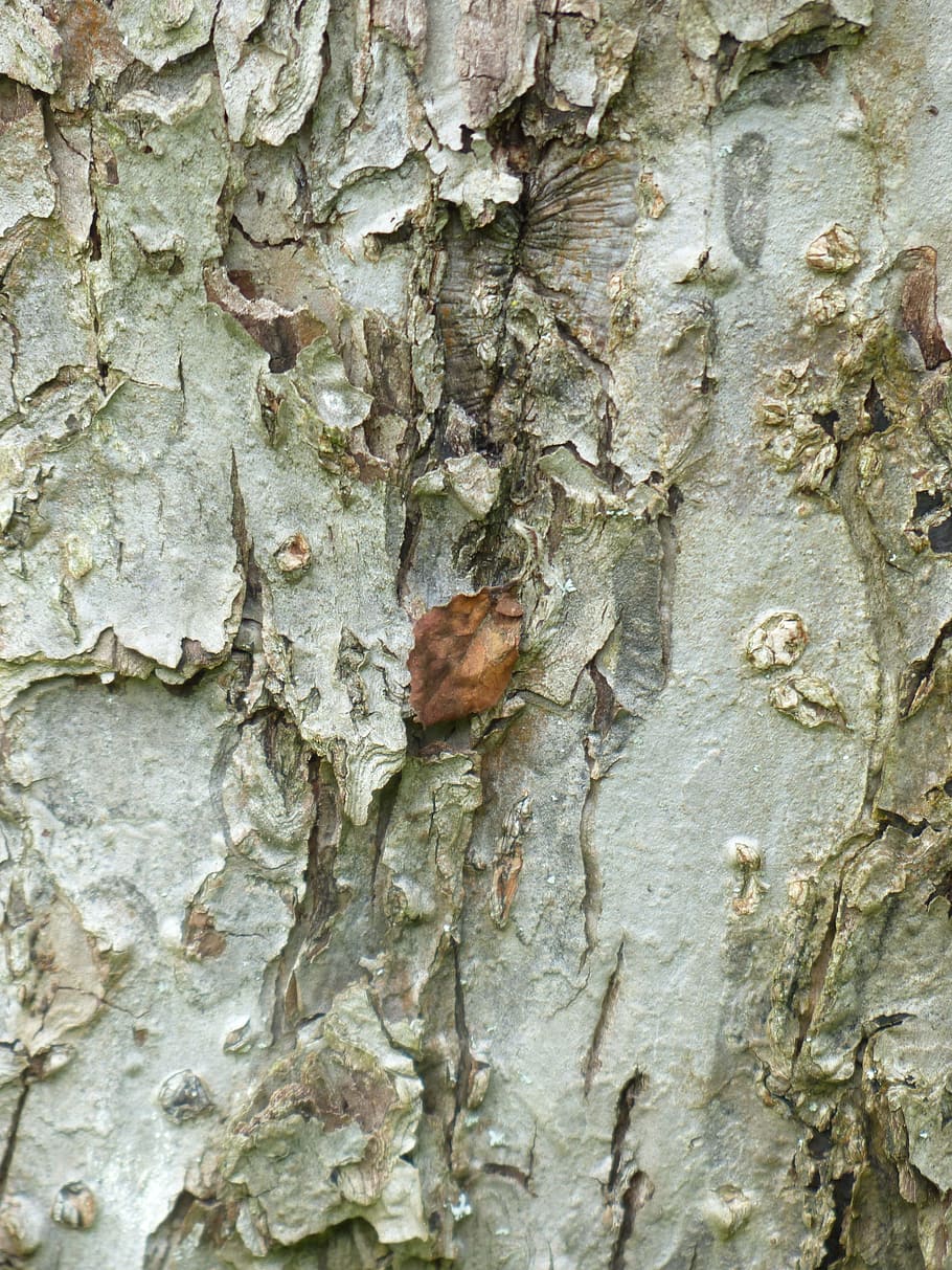 Bark, Apple Tree, Tribe, fruit tree, close, leaf, textured HD wallpaper