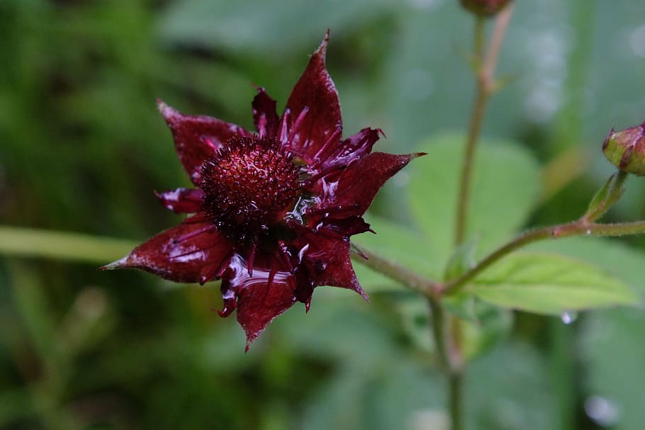 flower, red, close, plant, beauty in nature, plant part, growth HD wallpaper