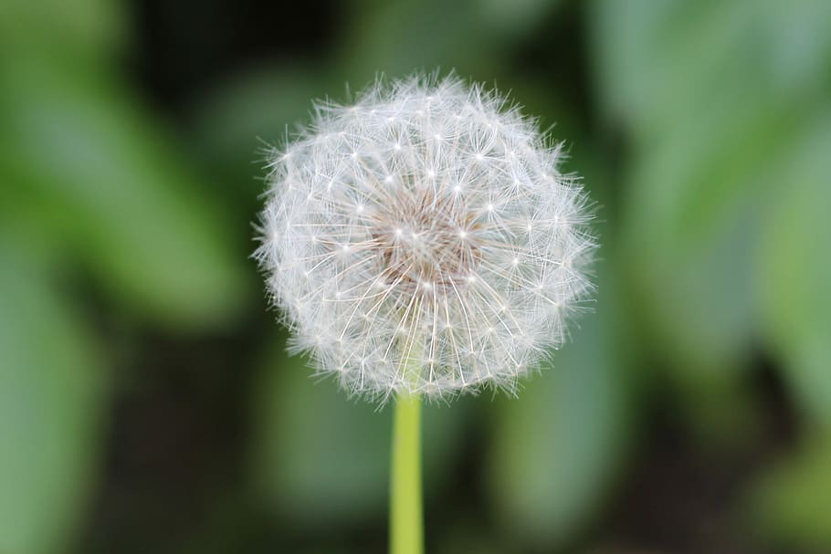 Dandelion, Flower, Plant, fragility, growth, nature, freshness HD wallpaper
