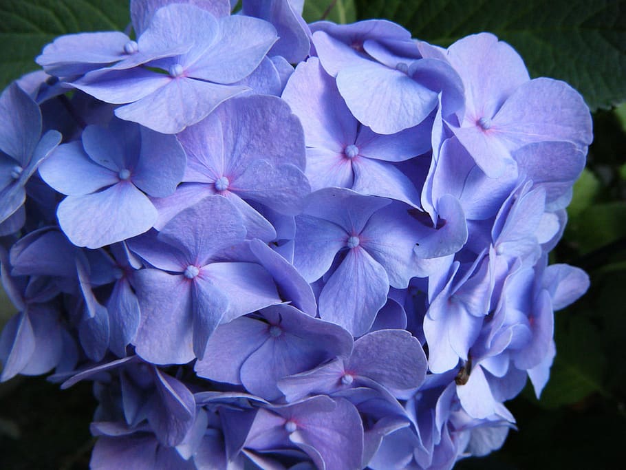 Hydrangea, Blossom, Bloom, Flower, garden, blue, hydrangea flower HD wallpaper