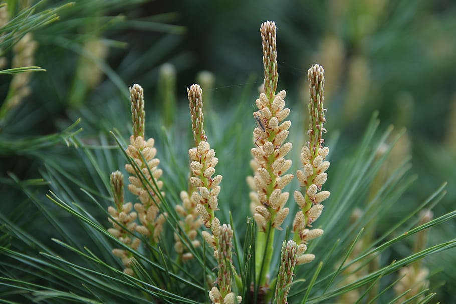 pine, conifers, greenery, flowers, spring, nature, landscape HD wallpaper