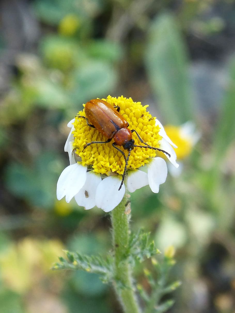 Weevil, Beetle, Diptera, Orange, orange beetle, daisy, pollen, HD wallpaper