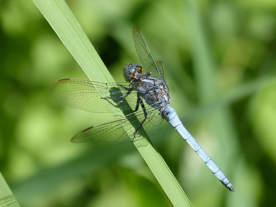 blue dragonfly, leaf, flying insect, orthetrum coerulescens, HD wallpaper