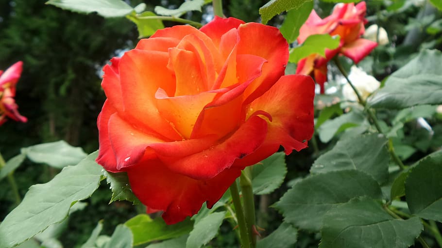 Orange, Flower, Flower Buds, rose, petal, beauty in nature HD wallpaper