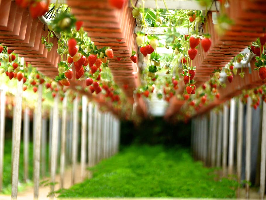 strawberry, farms, gardens, gardening, stawberries, fruits, HD wallpaper