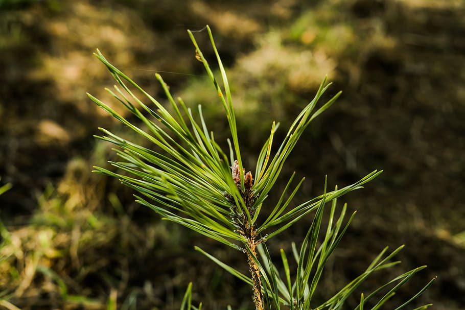pine, nature, tree, forest, forest floor, needles, brown, conifer HD wallpaper