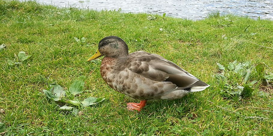 Bird, Duck, Animals, grass, animals in the wild, animal themes HD wallpaper