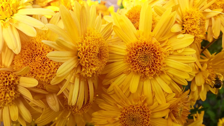 sun, macro, bright, yellow, plant, flower, flowering plant HD wallpaper