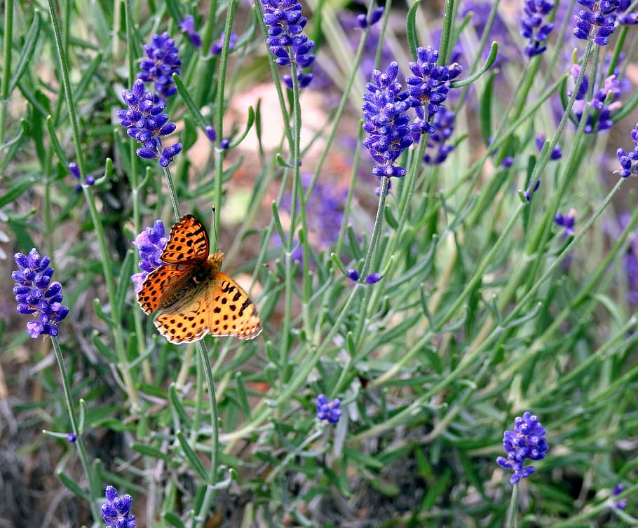 brown butterfly on purple petaled flower, lavender, macro, insect HD wallpaper