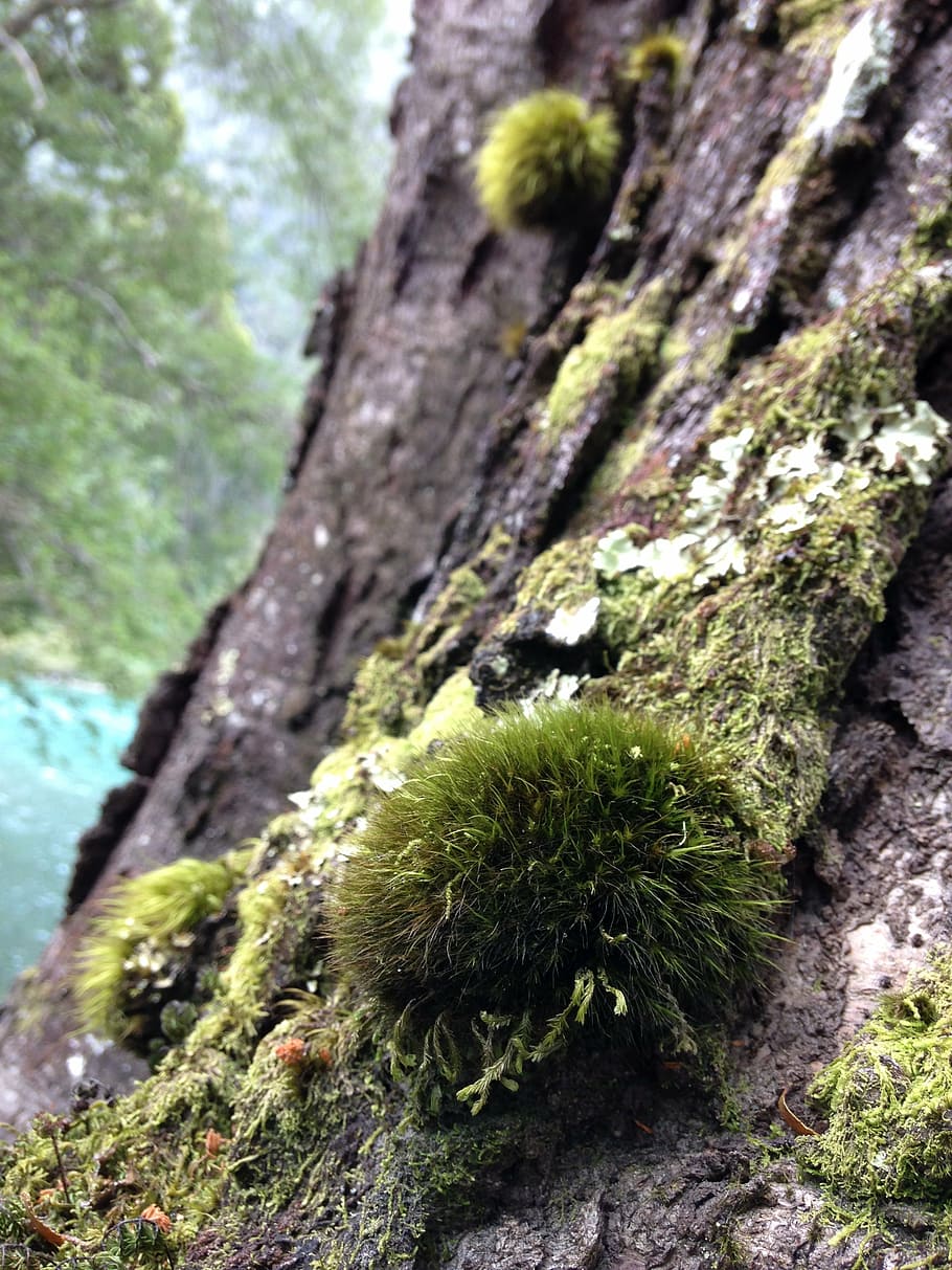 tree, moss, green, bark, nature, trunk, lichens, growth, green color HD wallpaper