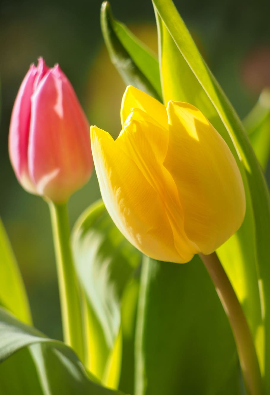 closeup photo of two pink and yellow tulips, flowers, flora HD wallpaper