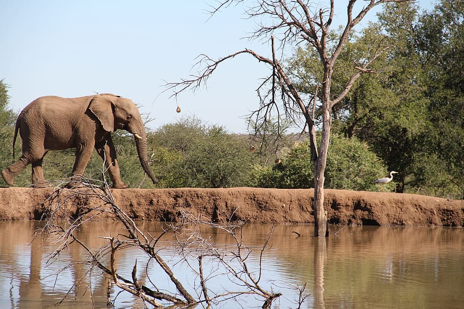 Elephant, Pilanesberg, Dam, Safari, animal, pachyderm, outdoor, HD wallpaper