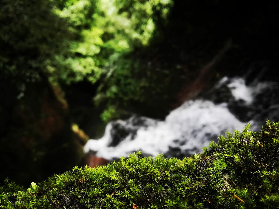 Moss, Scenery, Water, the scenery, nature, no people, green color HD wallpaper