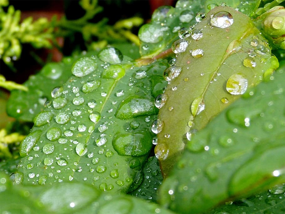 macro, dew drop, nature, water, green, leaf, detail, wet, green color HD wallpaper