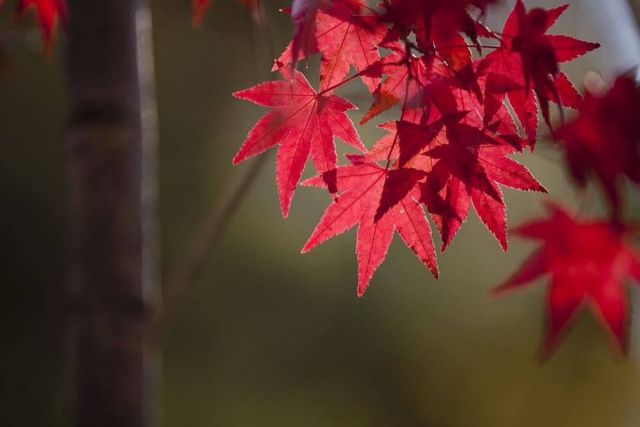 autumn leaves, nature, the leaves, wood, red, maple, tabitha, HD wallpaper