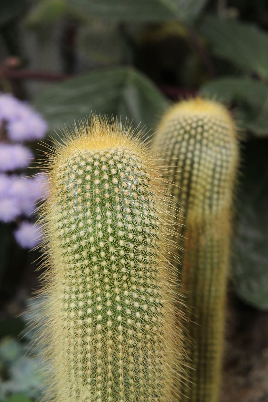 cactus, thorn, scratchy, nature, sharp, flora, macro, closeup HD wallpaper