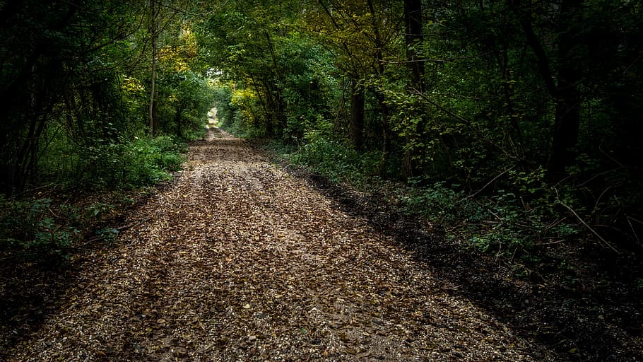 green tall trees, atmosphere, light, nature, forest, path, forest road HD wallpaper
