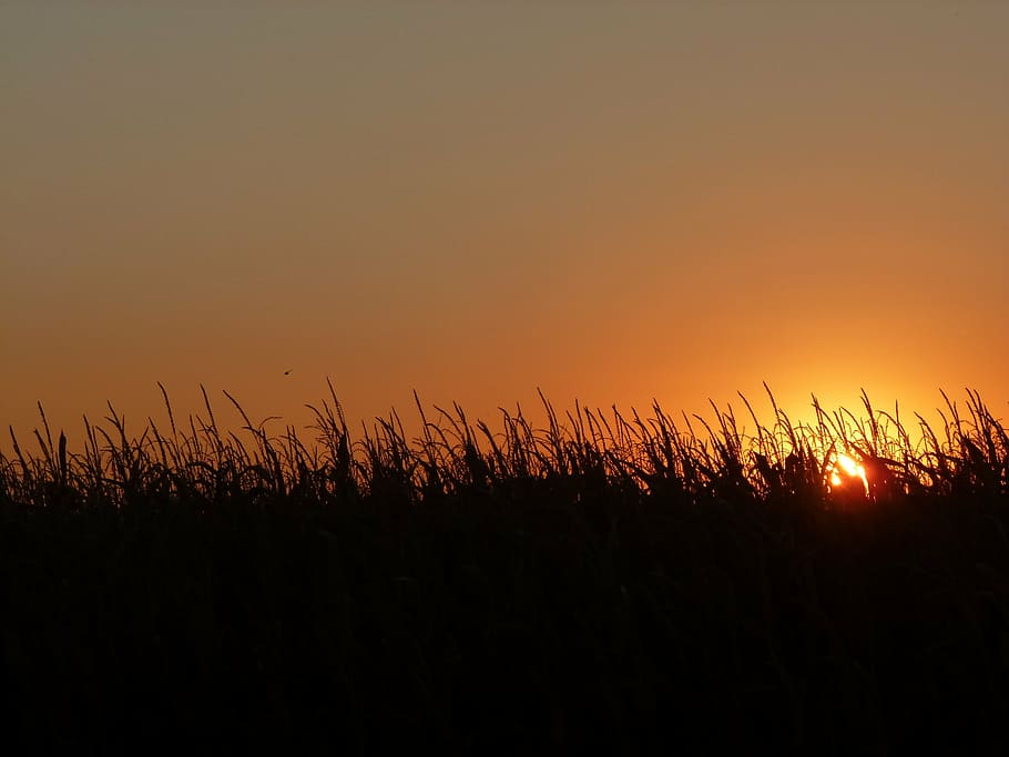 sunset, red, italy, summer, plant, rossi, nature, udine, corn HD wallpaper