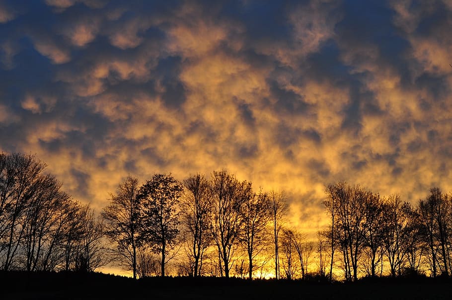 Trees, Clouds, Sunrise, Landscape, sky, nature, light, no people HD wallpaper