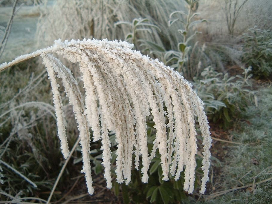winter, ice, water, cold temperature, close-up, plant, focus on foreground HD wallpaper