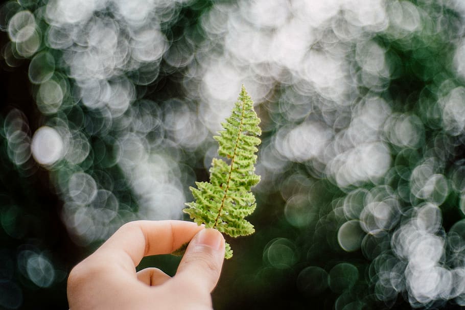 person holding green fern leaf, leaves, dried, autumn, fall HD wallpaper
