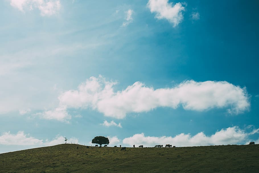animals, clouds, field, grass, landscape, nature, sky, tree HD wallpaper
