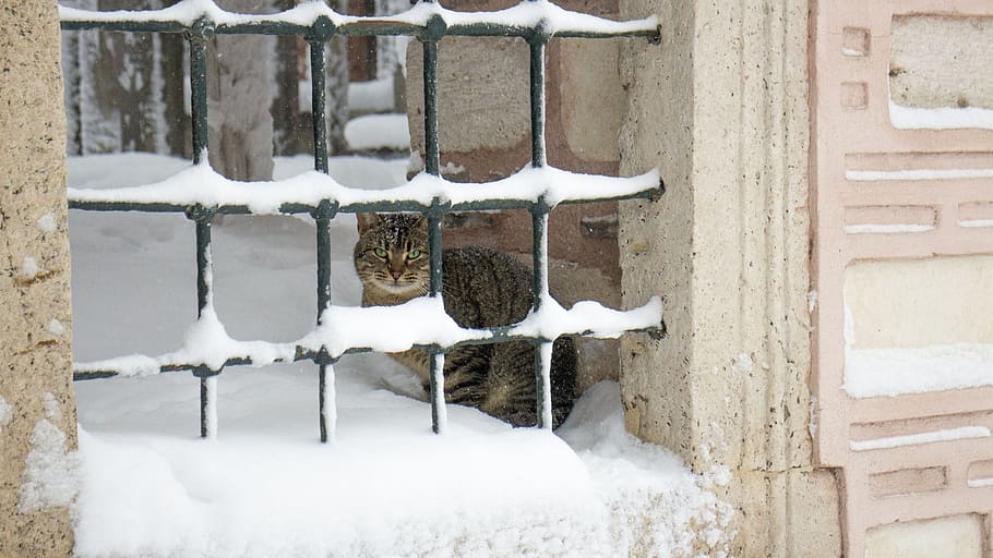 Cat, Railing, Snow, winter, house, window, architecture, day HD wallpaper