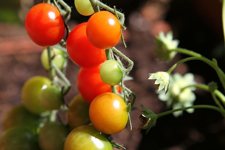 tomatoes, vegetables, red, food, nature, freshness, organic HD wallpaper