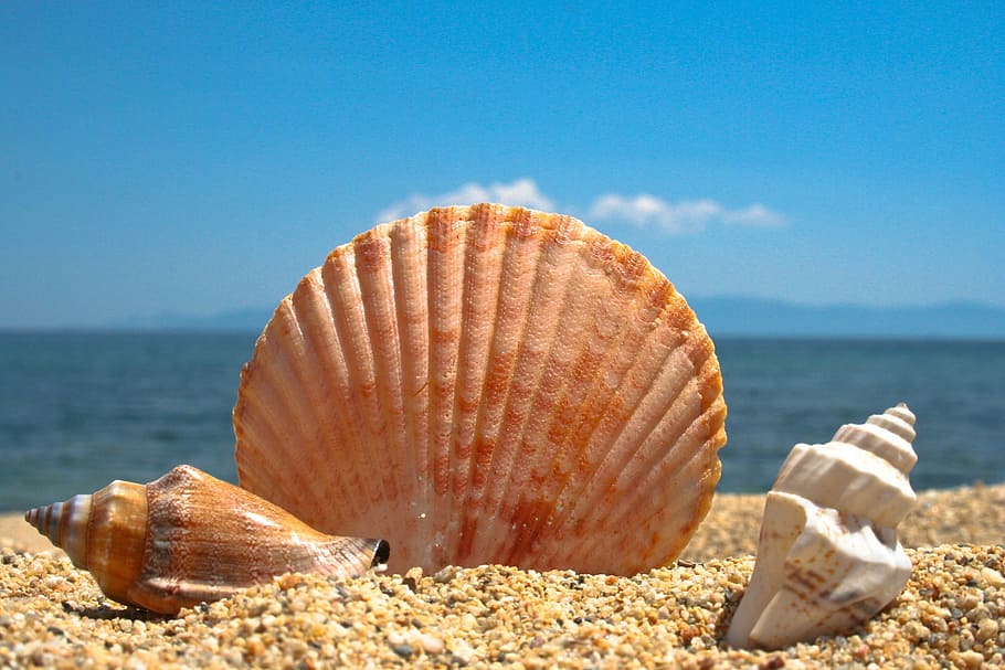 photograph of there sea shells on sand, seashell, beach, blue