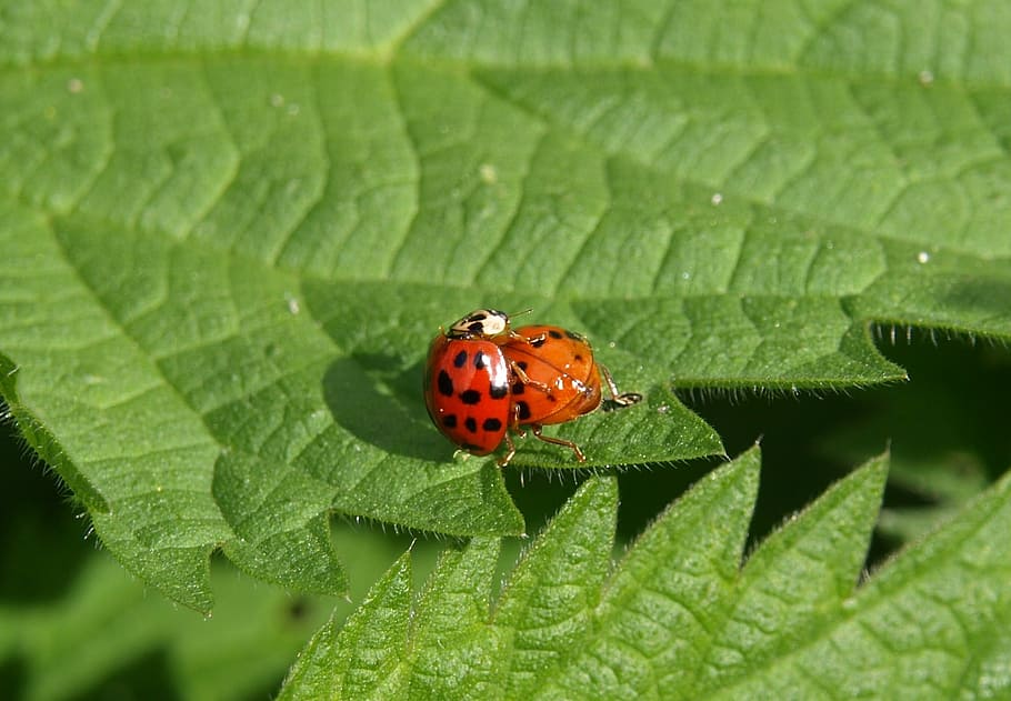 ladybug, pairing, couple, insect, beetle, close, invertebrate HD wallpaper
