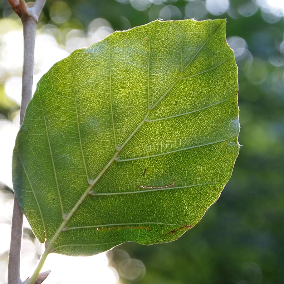 Beech, Light, against light, sent, lighting, summer, forest HD wallpaper