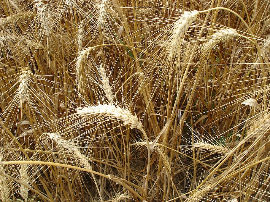 wheats, summer, nature, landscape, plant, field, agriculture HD wallpaper