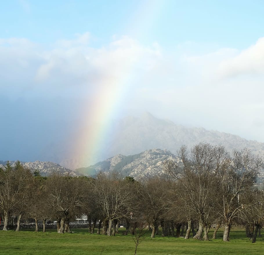 rainbow, mountain, forest, tree, plant, beauty in nature, sky HD wallpaper
