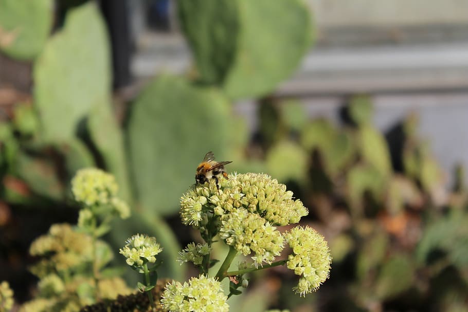 bee, flower, nature, insect, close, pollen, plant, animals in the wild HD wallpaper