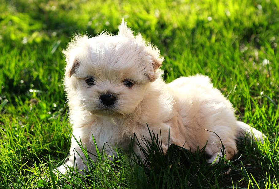 HD wallpaper: long-coated white puppy, dog, pet, nature, nice, grass ...