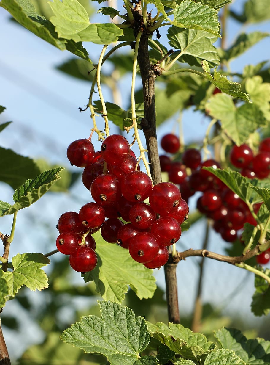 redcurrant, fruit, healthy, fresh, organic, eating, nutrition HD wallpaper