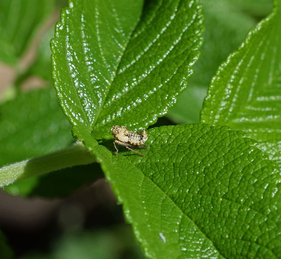 grasshopper nymph, insect, young, animal, fauna, nature, animal themes HD wallpaper